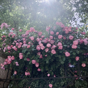 嗯～啊～轻一点🈲🔞动漫视频
